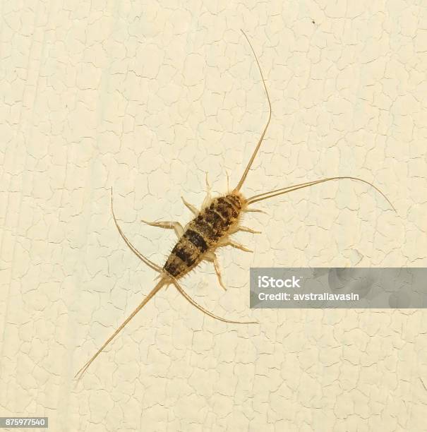 Insect Lepisma Saccharina Thermobia Domestica Silverfish Stock Photo - Download Image Now