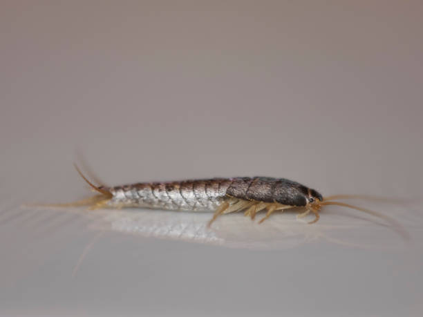 insekt lepisma saccharina, thermobia domestica. silberfischchen. - fishmoth stock-fotos und bilder