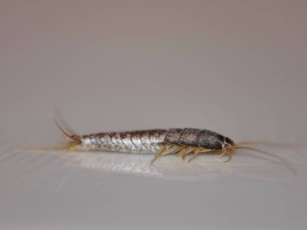 istock Insect Lepisma saccharina, Thermobia domestica. silverfish. 875977554