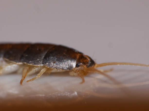istock Insect Lepisma saccharina, Thermobia domestica. silverfish. 875977556