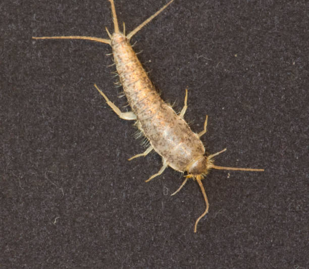 istock Insect Lepisma saccharina, Thermobia domestica. silverfish. 875977566