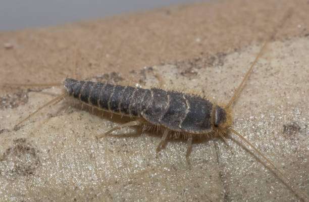 insekt lepisma saccharina, thermobia domestica. silberfischchen. - decapod stock-fotos und bilder