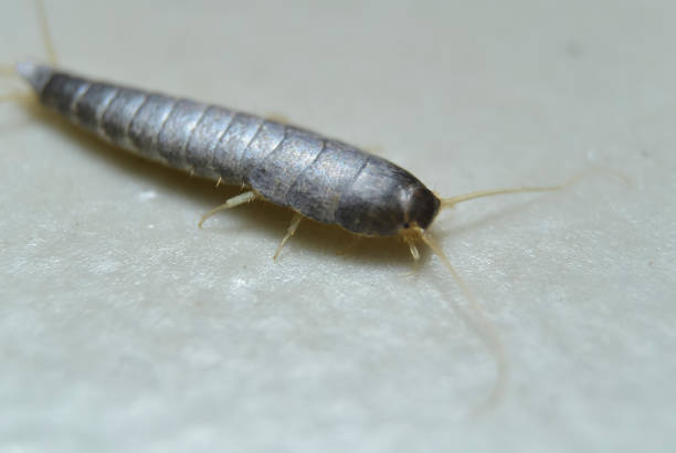 insekt lepisma saccharina, thermobia domestica. silberfischchen. - decapod stock-fotos und bilder