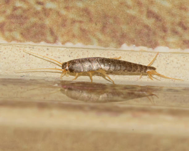 Insect Lepisma saccharina, Thermobia domestica. silverfish.