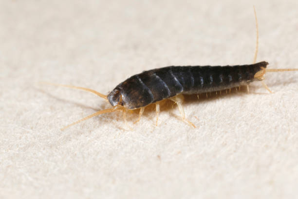 istock Insect Lepisma saccharina, Thermobia domestica. silverfish. 875977590