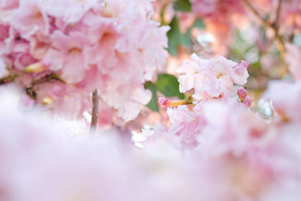 istock Blurred pink blooming tabebuya flower field. soft focus background.vintage tone. 875977702