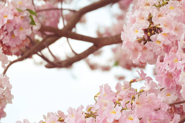 istock Blurred pink blooming tabebuya flower field. soft focus background.vintage tone. 875977704