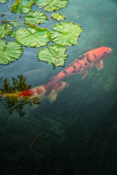 Koi swimming in pond in Chiang Mai, Thailand