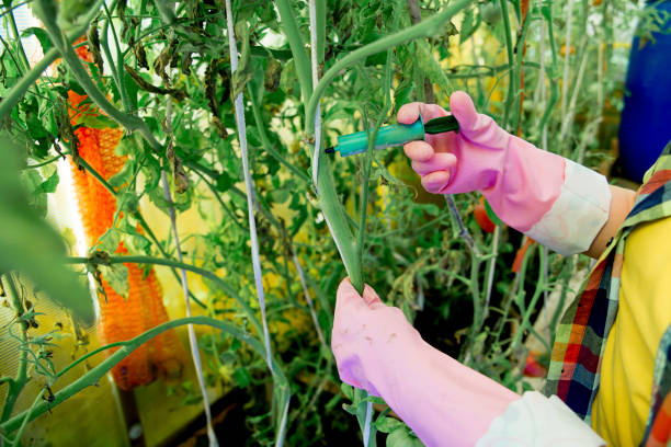 istock Girl working in a greenhouse 875981166