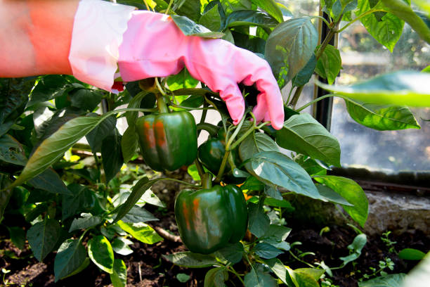 istock Woman working in a greenhouse 875988082