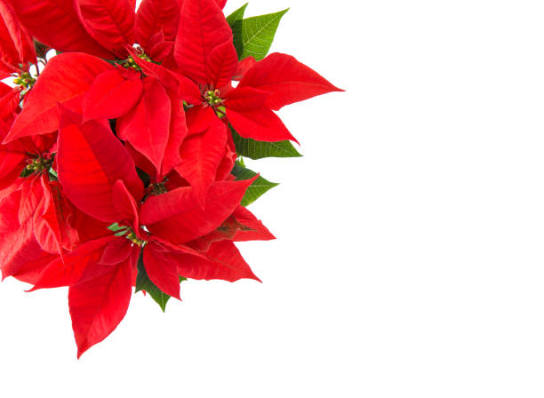 istock Red Christmas flower poinsettia isolated white background 875992582