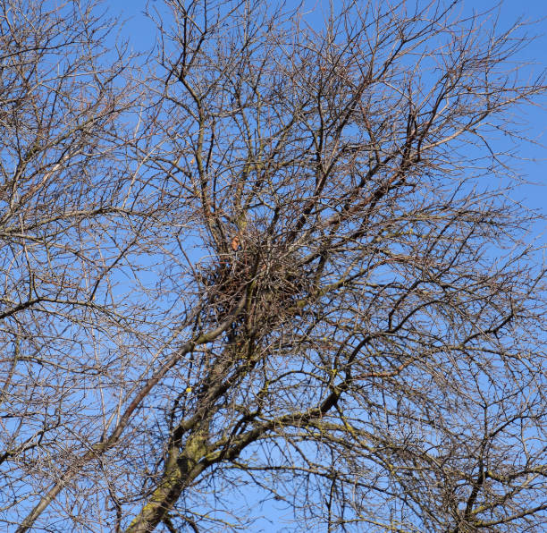 istock Bird's nest in the branches of cherry plum. Thick branches protect the nest. 875995928