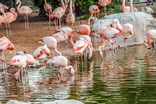 istock Caribbean pink flamingo standing tropical lake with reflection 875996214
