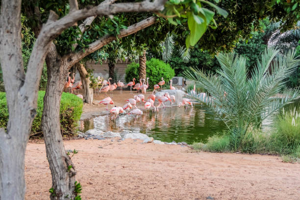 istock Caribbean pink flamingo standing tropical lake with reflection 875996254