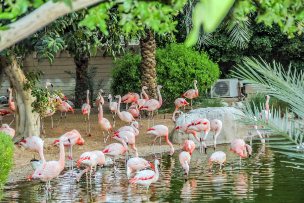 istock Caribbean pink flamingo standing tropical lake with reflection 875996286