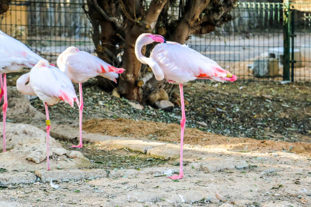 istock Caribbean pink flamingo standing on one leg 875996428