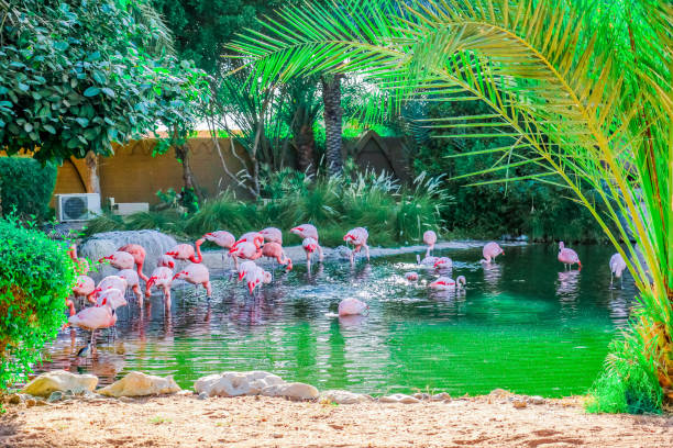 istock Caribbean pink flamingo standing tropical lake with reflection 875996712