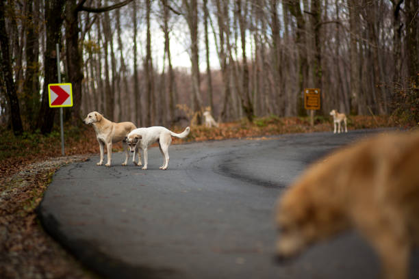 Two cute mixed breed dogs outdoors in nature forestPhoto taken in forest during early spring