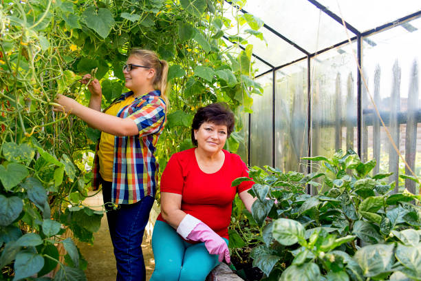 istock Women working in a greenhouse 876000038