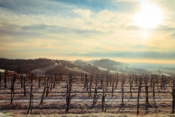 istock snowy morning in the vineyard 876000850