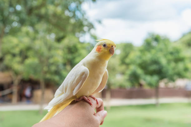 istock Cockatoo yellow on female hand behind natural background. 876001046