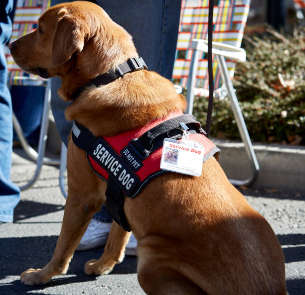 Service Dog sitting Atentively Prescott, Arizona, USA - November 11, 2017: Service dog sitting with owner waiting for command at veterans day parade service dog stock pictures, royalty-free photos & images