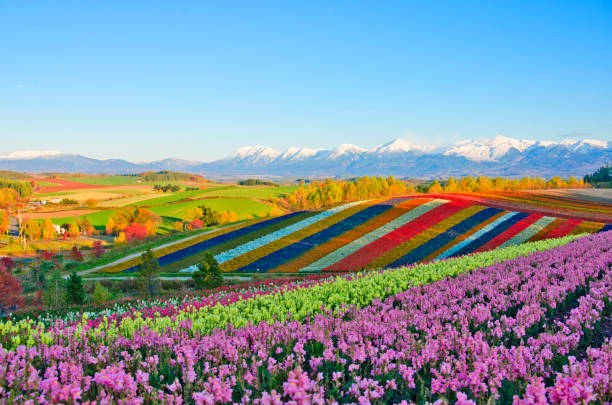 colina panorámica de jardines de flores shikisai en biei, japón - colourful flowers fotografías e imágenes de stock