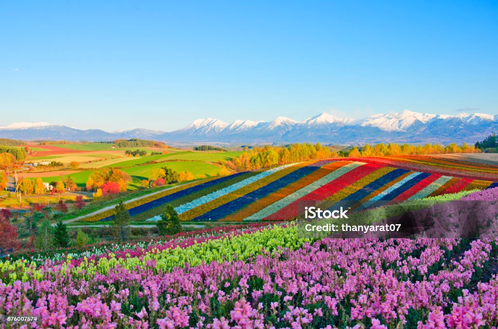 Panoramic Flower Gardens Shikisai hill in Biei, Japan Biei town, Hokkaido, Japan Hokkaido Stock Photo