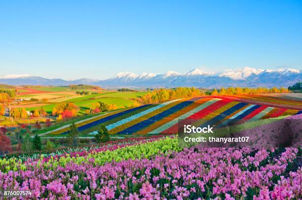 Panoramic Flower Gardens Shikisai Hill In Biei Japan Stock Photo - Download Image Now