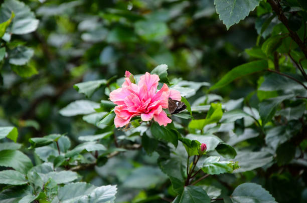 istock Hibiscus garden park flower 876014778