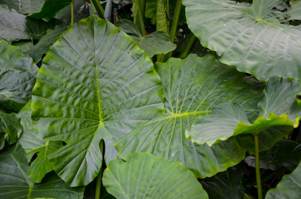 istock Alocasia odora plant 876014936