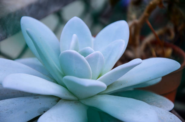istock Succulent plant Succulents 876016222