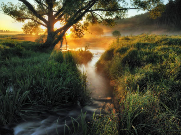 istock spring morning. a picturesque river. foggy dawn 876025742