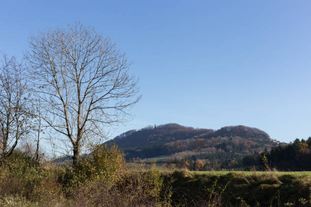 istock trees branches and berries on them at autumn november 876026112