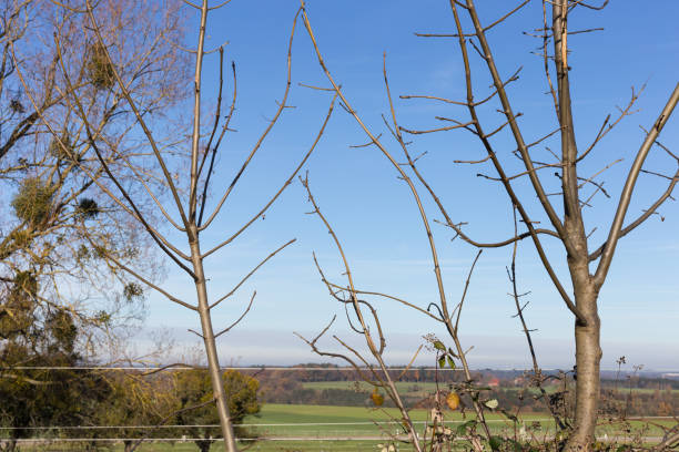istock trees branches and berries on them at autumn november 876026162