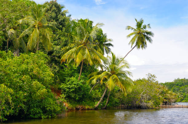 istock Tropical palm forest on the river bank 876031164