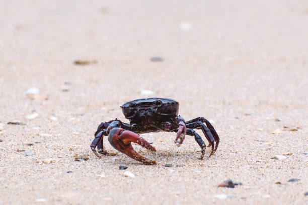 istock A black crab on the white sandy beach, summer beach concept 876034426