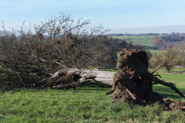 istock autumn countryside landscape with deadfallen trees and blue sky 876038034
