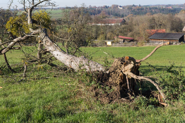 istock autumn countryside landscape with deadfallen trees and blue sky 876038082