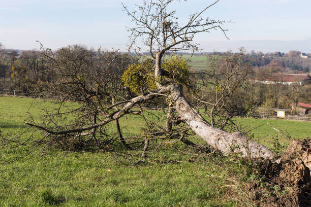 istock autumn countryside landscape with deadfallen trees and blue sky 876038096