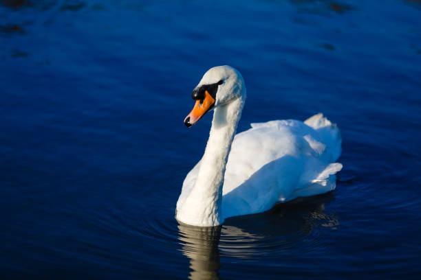 40+ Seven Swans Swimming Stock Photos and Royalty-Free Pictures