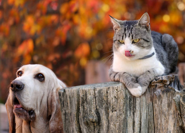 istock Dog and kitten are hungry 876063736