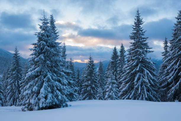 istock Huge spruces covered with snow under purple sky 876064044