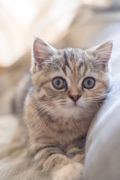 istock Kitten of cute british chinchilla 876066456