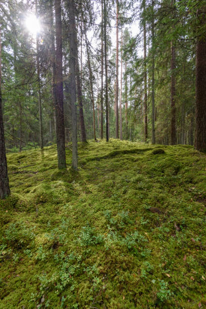 istock Old forest with moss covered trees and rays of sun 876067902