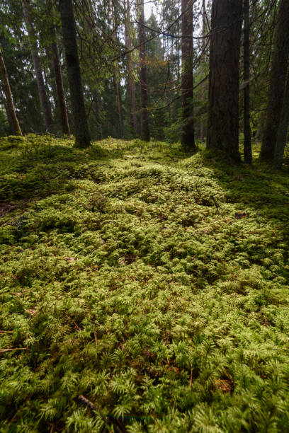 istock Old forest with moss covered trees and rays of sun 876067910