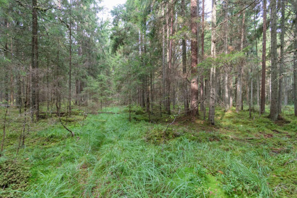 istock Old forest with moss covered trees and rays of sun 876067936