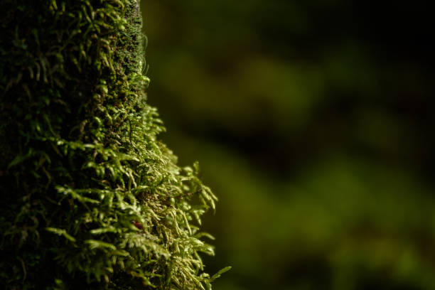 istock Old forest with moss covered trees and rays of sun 876068098
