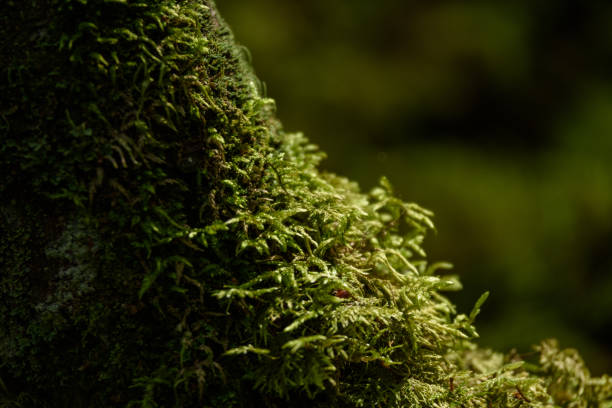 istock Old forest with moss covered trees and rays of sun 876068142