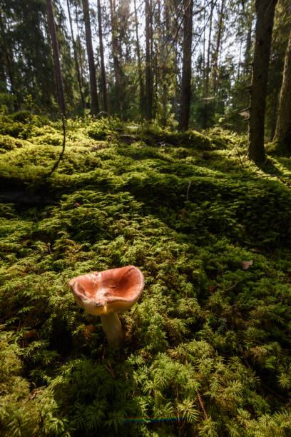istock Old forest with moss covered trees and rays of sun 876068182